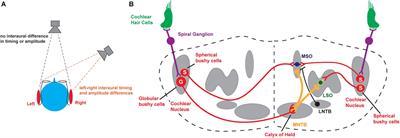 Modulation of Neuronal Potassium Channels During Auditory Processing